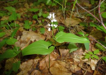 Zweiblatt-Schattenblümchen (Maianthemum bifolium) - © Philipp Sengl